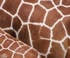 Кожа жирафы, каждый из них имеет свой шаблон пятен различаются по размеру, форме и цвет